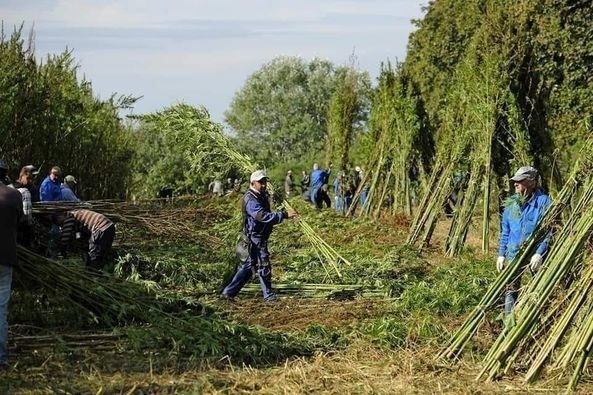 CE ESTE CÂNEPA?👉1. Un hectar de cânepă produce la fel de mult oxigen cât 25 de hectare de pădure.👉2. Repet, un hectar de cânepă poate produce cât 4 hectare de lemn.👉3. În timp ce cânepa poate fi transformată în hârtie de 8 ori, lemnul poate fi transformat în hârtie de 3 ori.👉4. Canepa crește în 4 luni, copacul crește în 20-50 de ani.👉5. Floarea de cânepă este o adevărată capcană de radiații.👉6 Canepa poate fi cultivata oriunde in lume si necesita foarte putina apa. Mai mult, pentru că se poate apăra împotriva insectelor, nu are nevoie de pesticide.👉7. Dacă țesăturile de canabis se răspândesc, industria pesticidelor ar putea dispărea complet.👉8 Primii fermieri au fost făcuți din cânepă; chiar și cuvântul „KANVAS” este numele produselor din cânepă.Canepa este, de asemenea, o plantă ideală pentru confecționarea frânghiilor, șireturilor, genților, pantofilor👉9. Reducerea efectelor chimioterapiei și radiațiilor în tratamentul canabisului, SIDA și cancerului; A fost utilizat în cel puțin 250 de boli precum reumatism, inimă, epilepsie, astm, stomac, insomnie, psihologie și boli ale coloanei vertebrale.👉10 Valoarea proteică a semințelor de cânepă este foarte ridicată iar cei doi acizi grași conținuți în ea nu pot fi găsiți nicăieri altundeva👉11. Canepa este chiar mai ieftină de produs decât soia.👉12. Animalele hrănite cu canabis nu au nevoie de înlocuiri hormonale.👉13 Toate produsele din plastic pot fi fabricate din cânepă iar plasticul de cânepă este foarte ușor de redat în natură.👉14. Dacă caroseria unei mașini este făcută din cânepă, aceasta va fi de 10 ori mai puternică decât oțelul.👉15. Poate fi folosit și pentru izolarea clădirilor; durabil, accesibil și flexibil.👉16 Săpunurile și cosmeticele pe bază de cânepă nu contaminează apa, deci este complet organică.Producția era obligatorie în America secolului 18 și fermierii care nu produc erau închiși. Acum, însă, s-au întors tabelele. DE UNDE?👎-W. R. Până în 1900, Hearst deținea ziare, reviste și mass-media în America. Aveau păduri și produceau hârtie. Dacă hârtia era făcută din cânepă, putea pierde milioane.👎- Rockefeller a fost cel mai bogat om din lume. Avea o companie petrolieră. Biocombustibilii, uleiul de canabis, desigur, erau cel mai mare dușman al ei.👎-Mellon era acționar majoritar la Compania Dupont și avea un brevet pentru producția de materiale plastice din produse petroliere. Și industria canabisului și-a amenințat piața.👎- Apoi, președintele Mellon Hoover a devenit secretar al Trezoreriei. Numele mari despre care am vorbit au decis în ședințele lor că canabisul este inamicul.Și a fost șters.Pădurile sunt tăiate pentru producția de hârtie.Numărul otrăvurilor și tumorilor cu pesticide este în creștere.Apoi ne-am umplut lumea cu deșeuri de plastic, deșeuri dăunătoare...